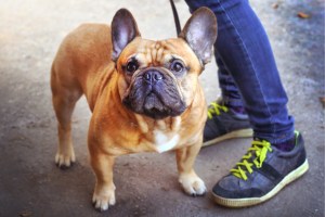 The City of Wetaskiwin's online pet licensing portal makes it easy to manage pet licences, update contact information, make payments and request replacement tags, all in one place.