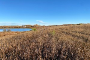 Planted beside By-The-Lake Park, the 3.3-hectare Ma Matow Sakow Healing Forest will feature plants that are culturally significant to the surrounding Nations.